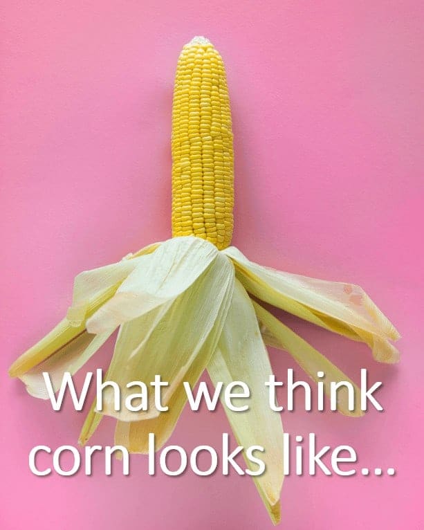 corn-ear