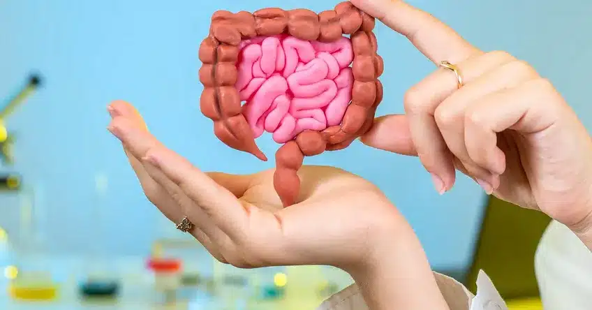 Human Intestinal Tract